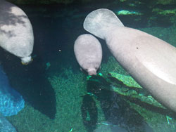 Concentrations of manatees increase as temperatures drop