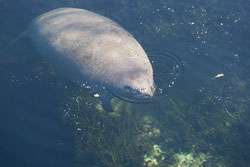 As weather cools, Florida manatees move to warmer waters