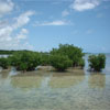 View from the Marina - Real Florida